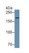 Vinculin antibody, LS-C314838, Lifespan Biosciences, Western Blot image 