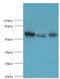 Guanylate Binding Protein 1 antibody, LS-C375768, Lifespan Biosciences, Western Blot image 