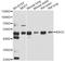 BCL2 Associated Athanogene 5 antibody, A5794, ABclonal Technology, Western Blot image 