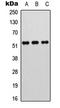 Myocyte Enhancer Factor 2A antibody, LS-C368429, Lifespan Biosciences, Western Blot image 