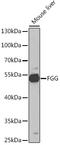 Fibrinogen Gamma Chain antibody, GTX54026, GeneTex, Western Blot image 