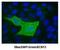 Potassium Two Pore Domain Channel Subfamily K Member 13 antibody, GTX47656, GeneTex, Immunocytochemistry image 