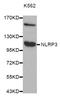 NLR Family Pyrin Domain Containing 3 antibody, abx004849, Abbexa, Western Blot image 