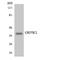 Olfactory Receptor Family 5 Subfamily W Member 2 antibody, LS-C200411, Lifespan Biosciences, Western Blot image 