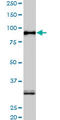 SRSF Protein Kinase 1 antibody, LS-B4422, Lifespan Biosciences, Western Blot image 