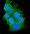 BH3 Interacting Domain Death Agonist antibody, M00730-1, Boster Biological Technology, Immunofluorescence image 