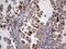 Angiotensin I Converting Enzyme 2 antibody, MA5-26628, Invitrogen Antibodies, Immunohistochemistry paraffin image 