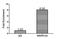 SWI/SNF Related, Matrix Associated, Actin Dependent Regulator Of Chromatin, Subfamily A, Member 2 antibody, LS-C370344, Lifespan Biosciences, Chromatin Immunoprecipitation image 