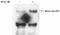 BRCA1 DNA Repair Associated antibody, NB100-229, Novus Biologicals, Western Blot image 