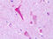 G Protein-Coupled Receptor 137B antibody, TA317615, Origene, Immunohistochemistry paraffin image 