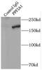 PTPRF Interacting Protein Alpha 1 antibody, FNab04797, FineTest, Immunoprecipitation image 