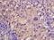 Chymase 1 antibody, orb221458, Biorbyt, Immunohistochemistry paraffin image 