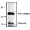 Caspase 6 antibody, PA1-28386, Invitrogen Antibodies, Western Blot image 