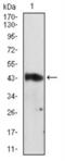 Serpin Family A Member 3 antibody, NBP2-52559, Novus Biologicals, Western Blot image 
