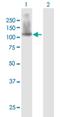 Scm Like With Four Mbt Domains 1 antibody, H00051460-B01P, Novus Biologicals, Western Blot image 