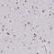 WD Repeat Domain 97 antibody, NBP2-49296, Novus Biologicals, Immunohistochemistry paraffin image 