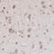 Oligophrenin 1 antibody, HPA002919, Atlas Antibodies, Immunohistochemistry frozen image 
