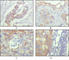 Activated Leukocyte Cell Adhesion Molecule antibody, abx015719, Abbexa, Western Blot image 