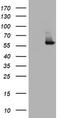 Iododeoxyuridine antibody, LS-C800163, Lifespan Biosciences, Western Blot image 