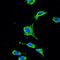 Ras Homolog Family Member T2 antibody, H00089941-B01P, Novus Biologicals, Immunocytochemistry image 