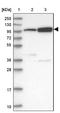 Tripartite Motif Containing 71 antibody, NBP1-81306, Novus Biologicals, Western Blot image 