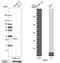 RAB32, Member RAS Oncogene Family antibody, HPA025731, Atlas Antibodies, Western Blot image 