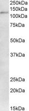 Tripartite Motif Containing 28 antibody, EB05810, Everest Biotech, Western Blot image 