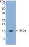 Bone Morphogenetic Protein 4 antibody, LS-C303132, Lifespan Biosciences, Western Blot image 