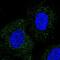 WD Repeat Domain 48 antibody, NBP1-81404, Novus Biologicals, Immunofluorescence image 