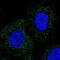 WD repeat-containing protein 48 antibody, NBP1-81404, Novus Biologicals, Immunofluorescence image 