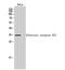 Olfactory Receptor Family 8 Subfamily I Member 2 antibody, A16910, Boster Biological Technology, Western Blot image 