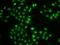 Dual Specificity Phosphatase 22 antibody, orb373596, Biorbyt, Immunofluorescence image 