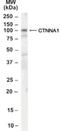 Catenin Alpha 1 antibody, NB100-2917, Novus Biologicals, Western Blot image 