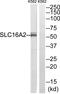 Solute Carrier Family 16 Member 2 antibody, PA5-39252, Invitrogen Antibodies, Western Blot image 