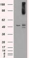 B-Raf Proto-Oncogene, Serine/Threonine Kinase antibody, TA500845, Origene, Western Blot image 