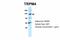 Transient Receptor Potential Cation Channel Subfamily M Member 4 antibody, PA5-68681, Invitrogen Antibodies, Western Blot image 