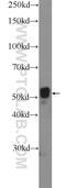 Cytochrome P450 Family 1 Subfamily B Member 1 antibody, 18505-1-AP, Proteintech Group, Western Blot image 