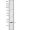 RNA Polymerase II Subunit G antibody, PA5-68169, Invitrogen Antibodies, Western Blot image 