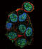 Von Hippel-Lindau Tumor Suppressor antibody, abx032864, Abbexa, Flow Cytometry image 