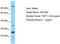 Olfactory Receptor Family 10 Subfamily A Member 2 antibody, TA332326, Origene, Western Blot image 