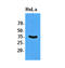 Eukaryotic Translation Initiation Factor 2 Subunit Alpha antibody, AM09396PU-S, Origene, Western Blot image 