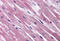 Sphingosine-1-Phosphate Receptor 1 antibody, MBS240198, MyBioSource, Immunohistochemistry frozen image 