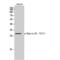 Ephrin B1 antibody, LS-C380949, Lifespan Biosciences, Western Blot image 