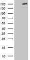 Collagen Type V Alpha 2 Chain antibody, LS-C795038, Lifespan Biosciences, Western Blot image 