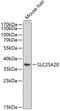 Solute Carrier Family 25 Member 20 antibody, 15-293, ProSci, Western Blot image 