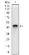 E3 ubiquitin-protein ligase RING1 antibody, NBP2-37319, Novus Biologicals, Western Blot image 