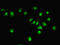 DTW Domain Containing 1 antibody, LS-B12286, Lifespan Biosciences, Immunofluorescence image 