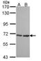 SH3 Domain Binding Protein 1 antibody, LS-C185896, Lifespan Biosciences, Western Blot image 