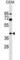 Calcium Voltage-Gated Channel Auxiliary Subunit Gamma 3 antibody, abx030103, Abbexa, Western Blot image 