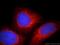 WD Repeat Domain 55 antibody, 20786-1-AP, Proteintech Group, Immunofluorescence image 